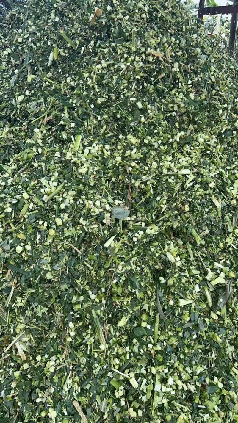 广东推选，广东玉米杆，饲料原料，支持全国发货，欢迎大家，