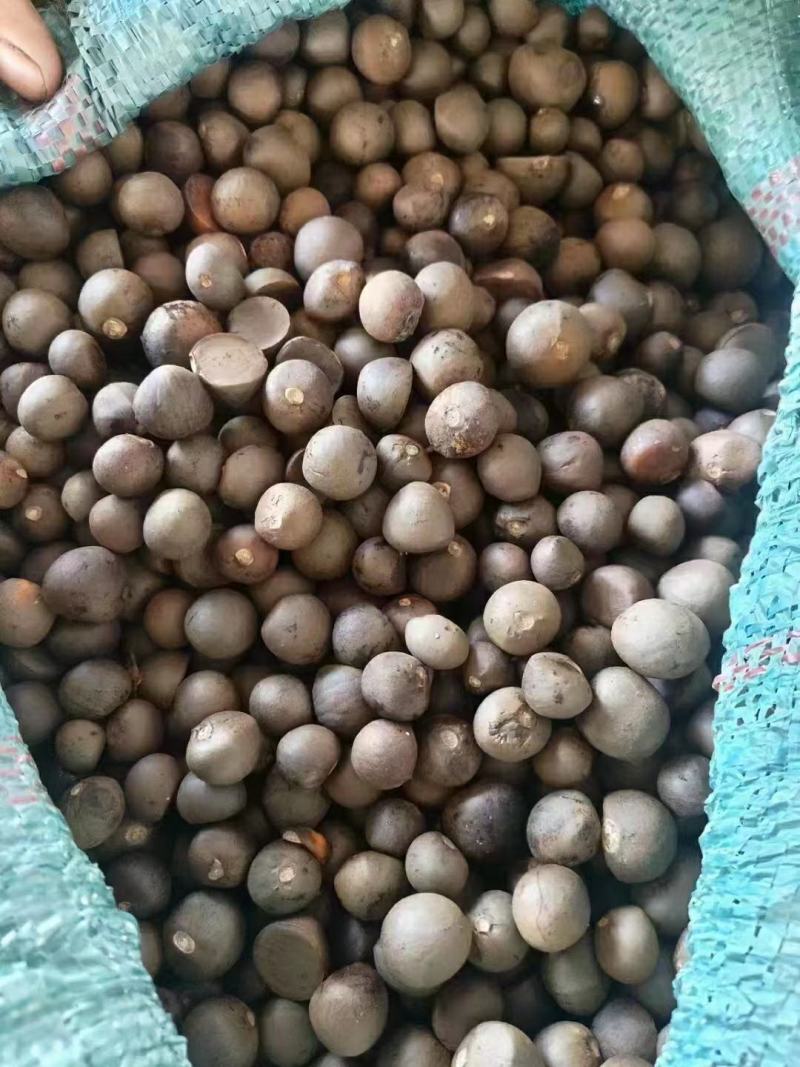 茶叶籽