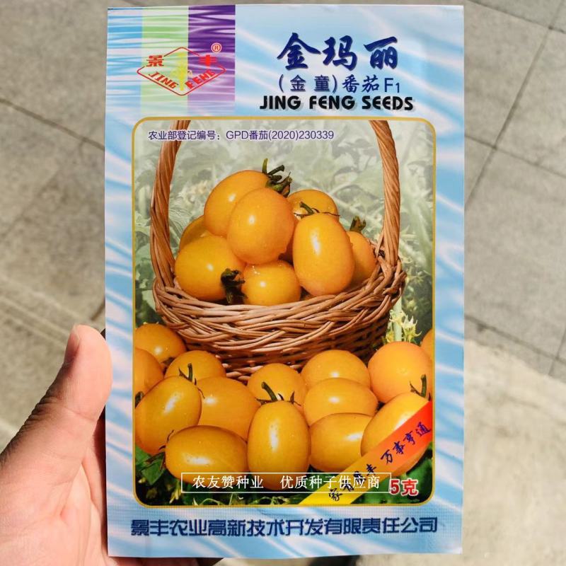 金玛丽小番茄种子无限生长型樱桃番茄种子外观艳丽，硬度高