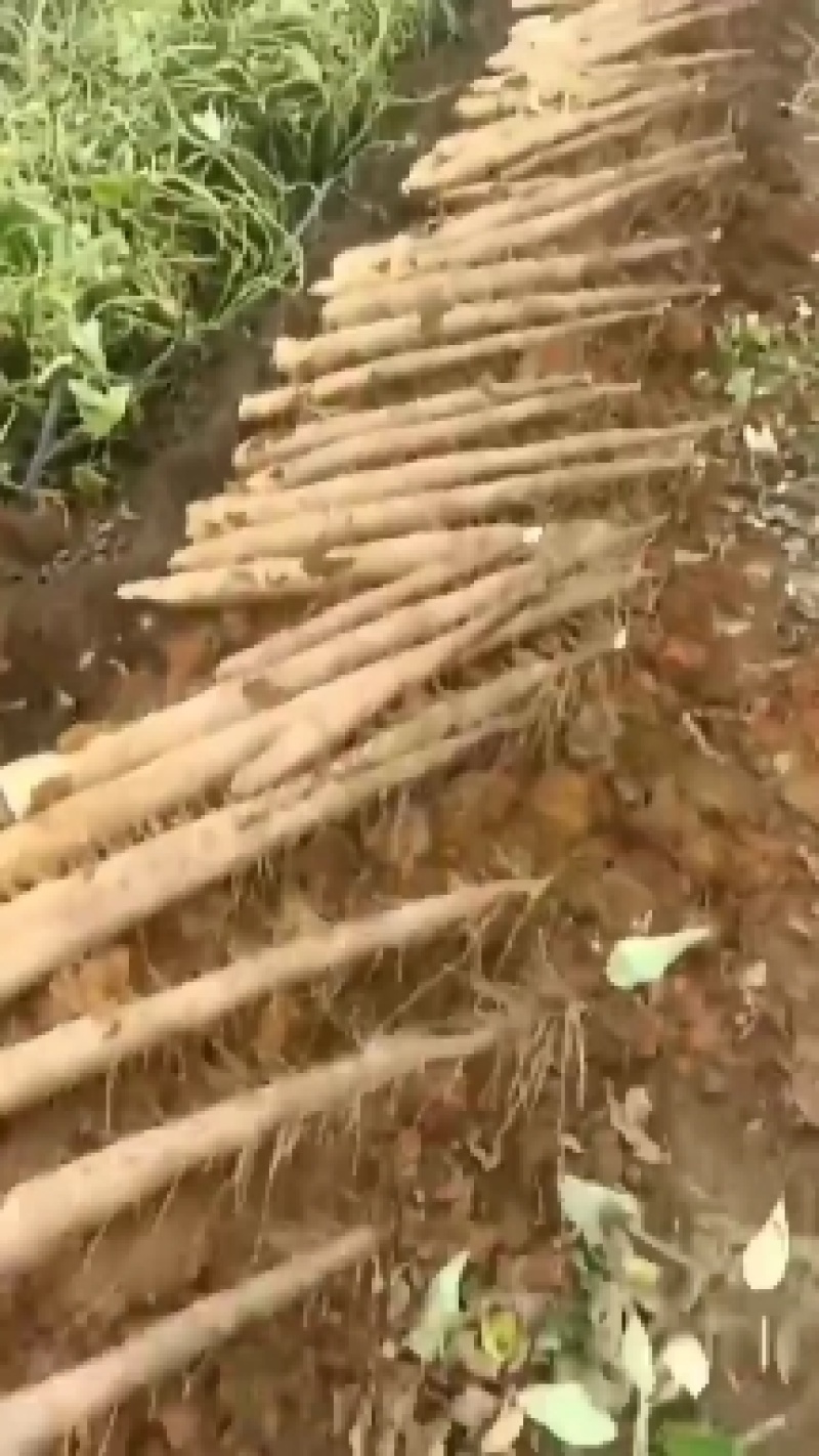 山药白鬼山药产地一手货源可视频看货订货