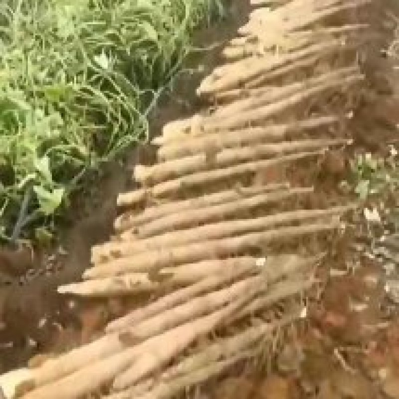 山药白鬼山药产地一手货源可视频看货订货