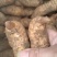 [热卖]天麻，新鲜天麻大中中小号，现挖现卖保证新鲜