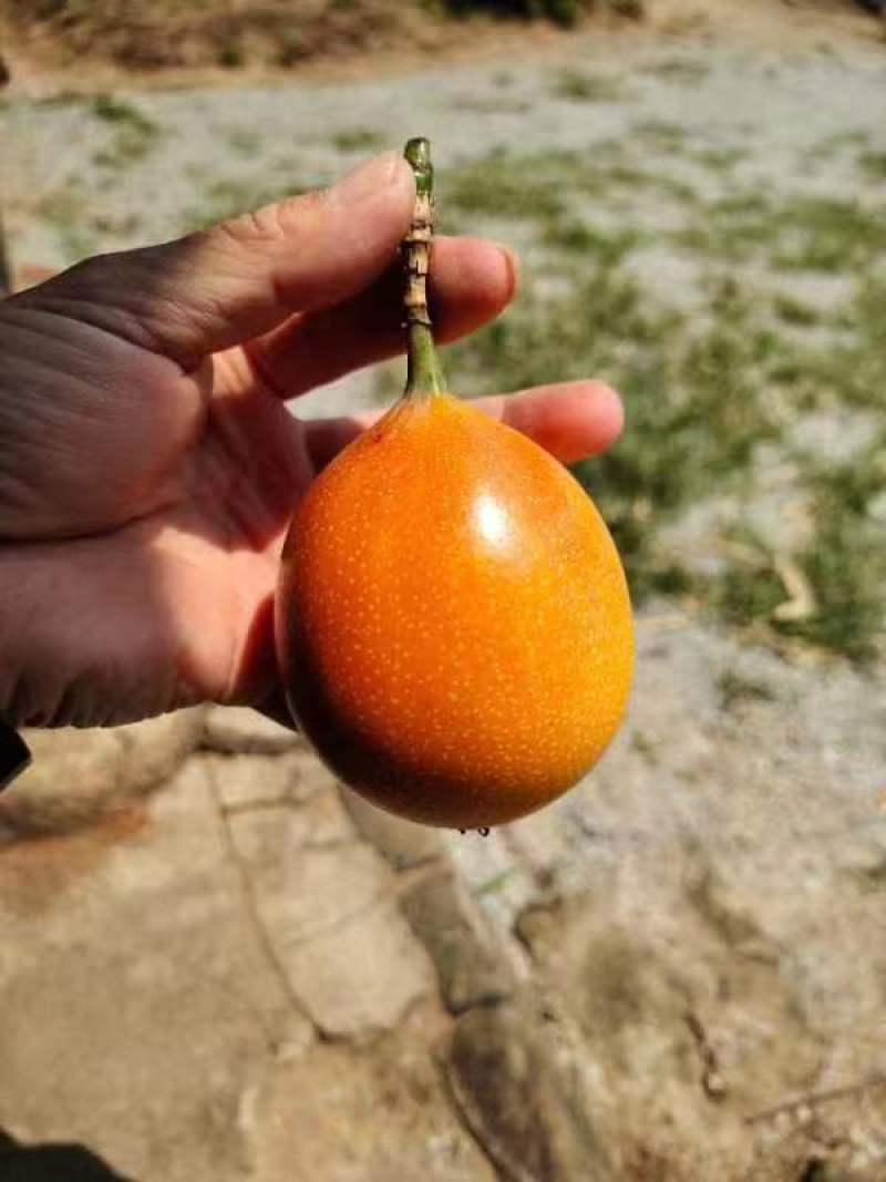 特色水果热情果，网红产品，承接一件代发。