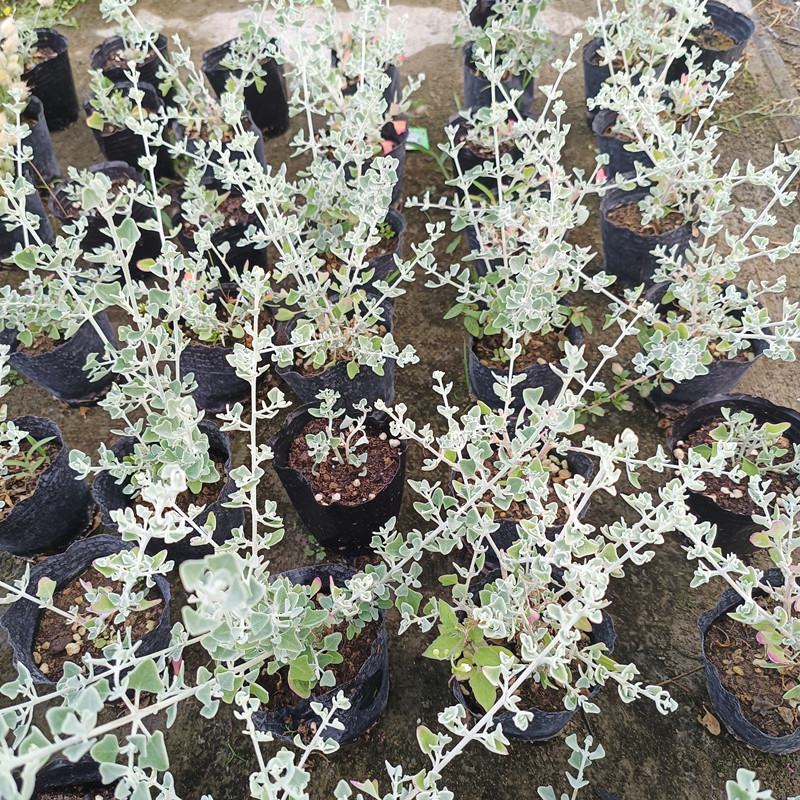 银叶仓鼠植物盆栽苗小花银色多年生灌木耐热耐晒观叶绿植