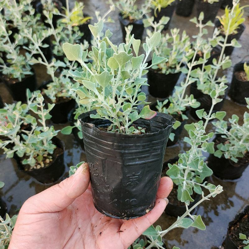 银叶仓鼠植物盆栽苗小花银色多年生灌木耐热耐晒观叶绿植