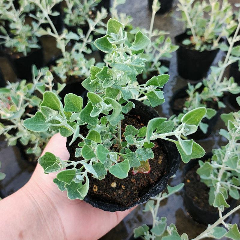 银叶仓鼠植物盆栽苗小花银色多年生灌木耐热耐晒观叶绿植