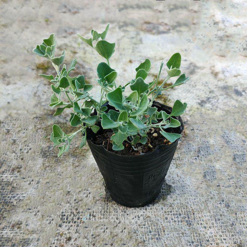 银叶仓鼠植物盆栽苗小花银色多年生灌木耐热耐晒观叶绿植