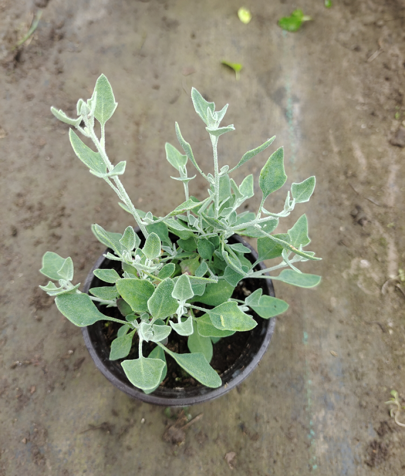 银叶仓鼠植物盆栽苗小花银色多年生灌木耐热耐晒观叶绿植