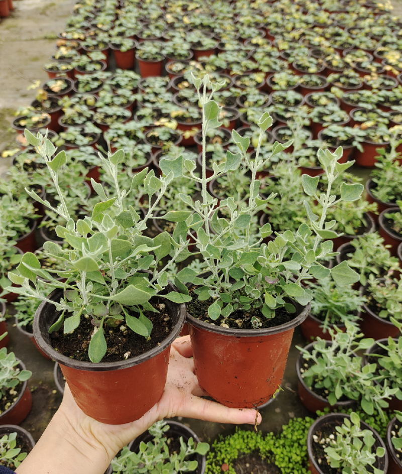 银叶仓鼠植物盆栽苗小花银色多年生灌木耐热耐晒观叶绿植