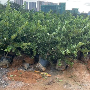 柠檬苗香水柠檬苗成活率高各种规格苗子齐全可选择