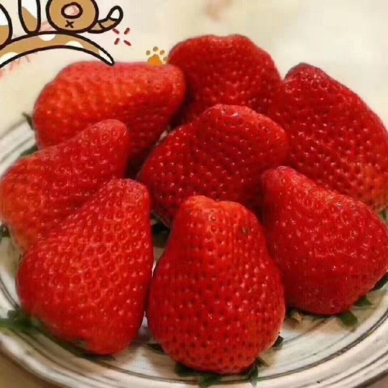 四川凉山草莓-奶油草莓冬草莓口感好清甜爽口产地直发代发
