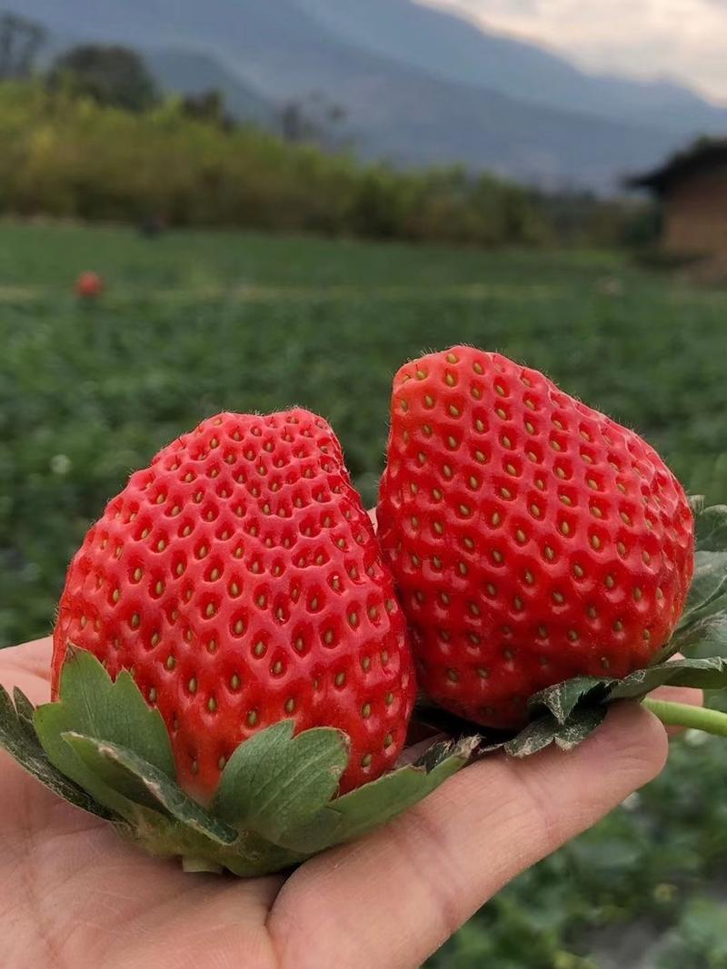 四川大凉山冬草莓，口感非常清甜爽口