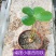 新品精品绿植墨西哥铁树四季常青室内桌摆绿植美洲巴西铁小盆