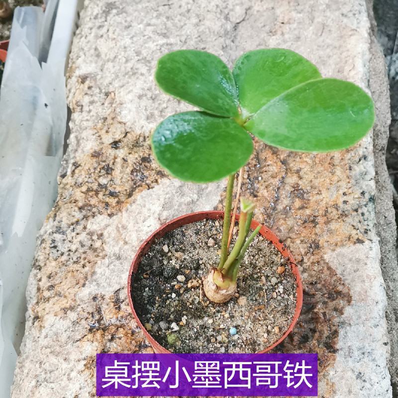 新品精品绿植墨西哥铁树四季常青室内桌摆绿植美洲巴西铁小盆