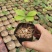 新品精品绿植墨西哥铁树四季常青室内桌摆绿植美洲巴西铁小盆