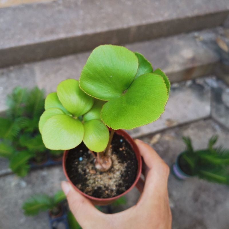 新品精品绿植墨西哥铁树四季常青室内桌摆绿植美洲巴西铁小盆