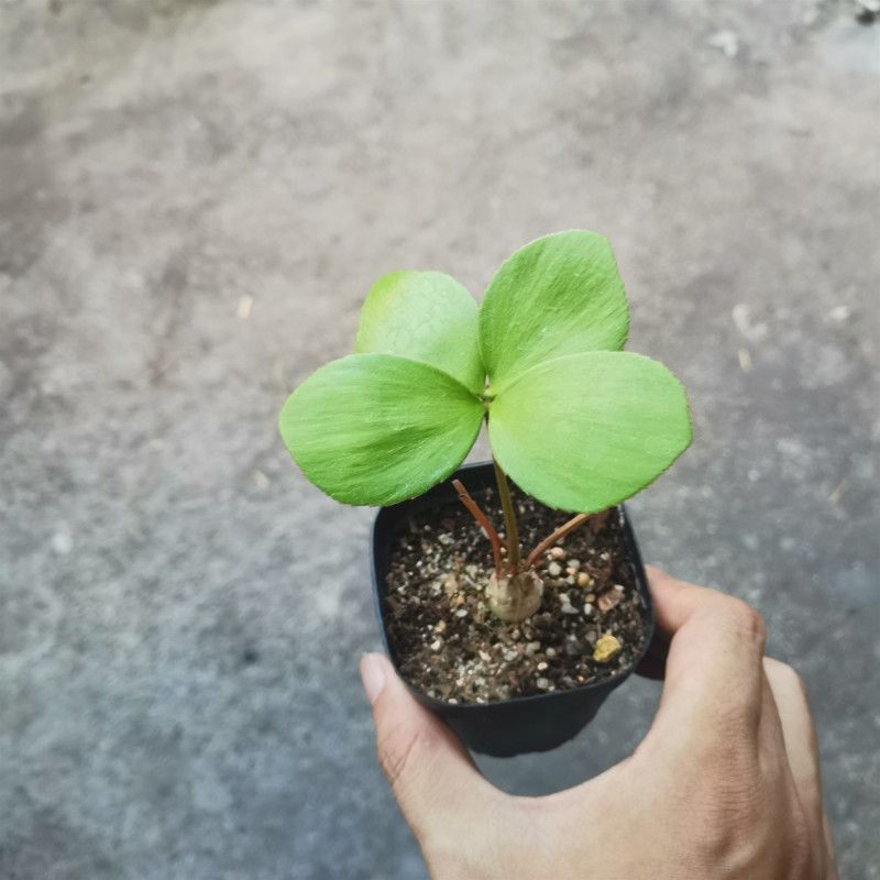 新品精品绿植墨西哥铁树四季常青室内桌摆绿植美洲巴西铁小盆