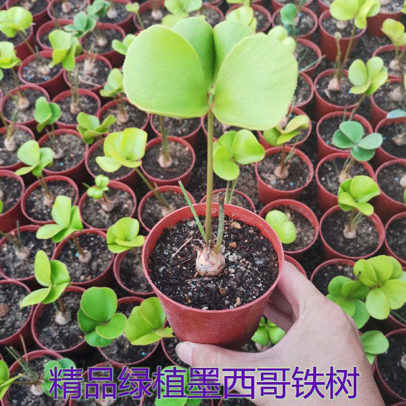 新品精品绿植墨西哥铁树四季常青室内桌摆绿植美洲巴西铁小盆