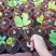 新品精品绿植墨西哥铁树四季常青室内桌摆绿植美洲巴西铁小盆