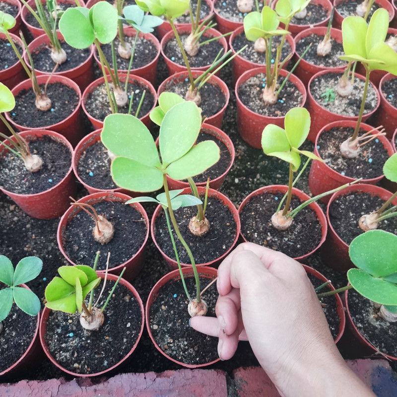 新品精品绿植墨西哥铁树四季常青室内桌摆绿植美洲巴西铁小盆