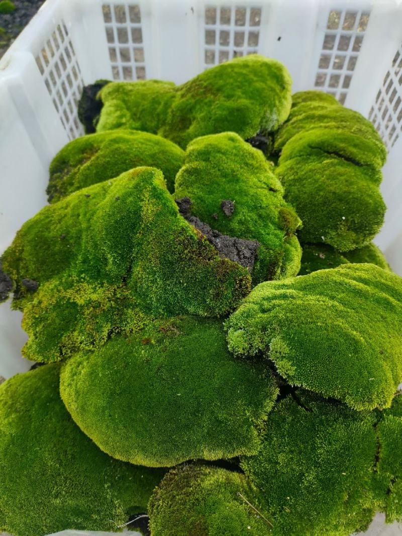 苔藓，野生苔藓，公园，专用绿化，给人们带来舒服新鲜空气