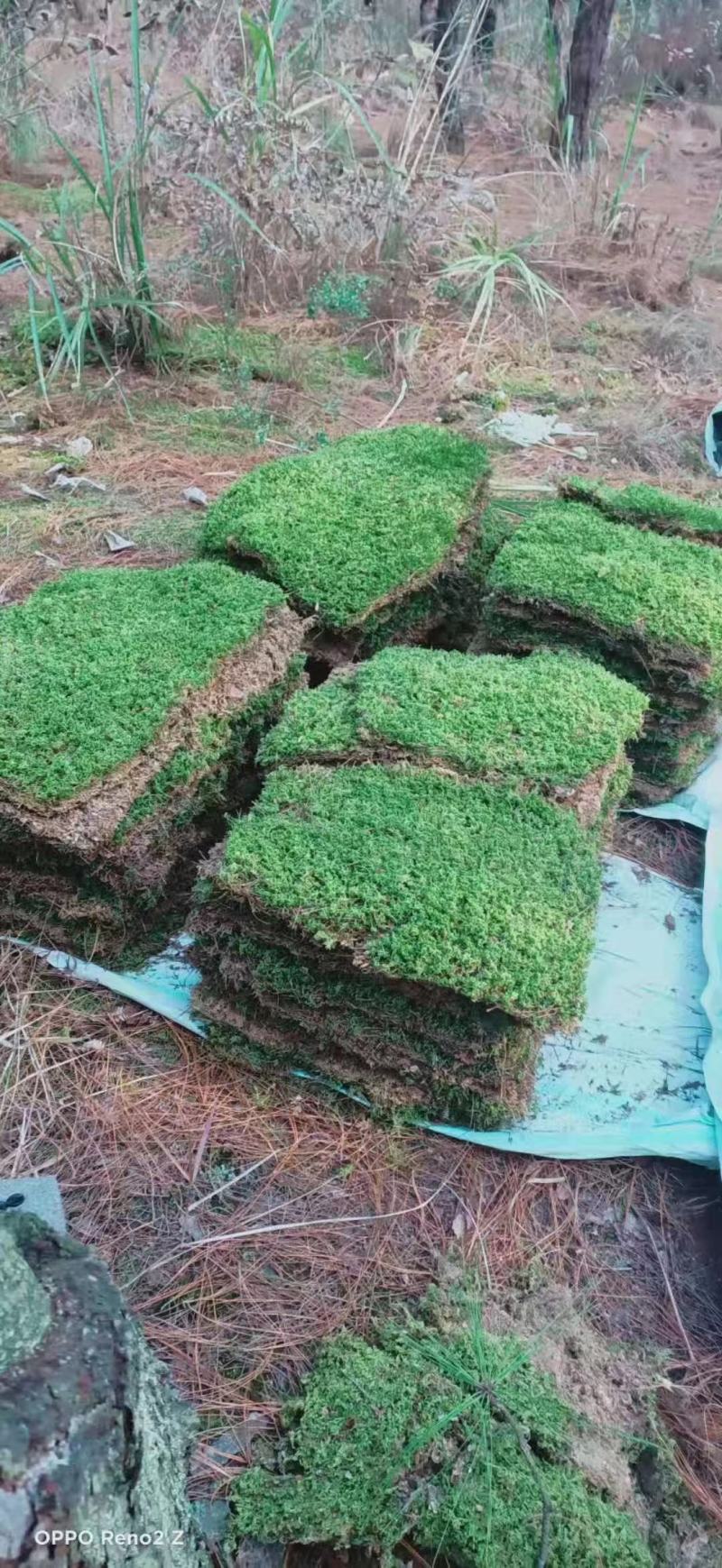 苔藓，野生苔藓，公园，专用绿化，给人们带来舒服新鲜空气