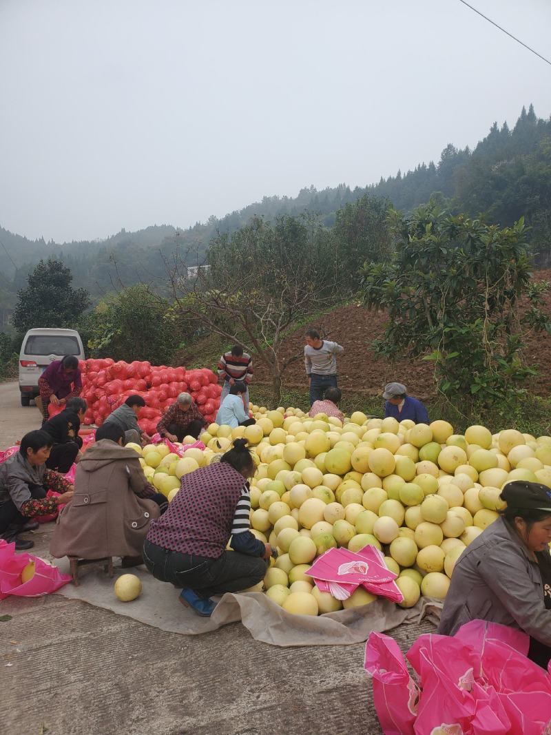 重庆万州特产水果柚子红柚三红柚产地现采现卖