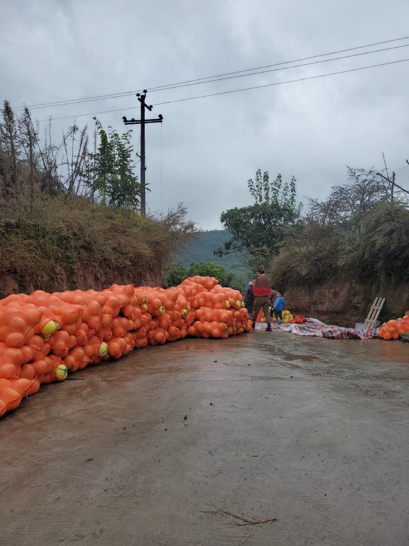 重庆万州特产水果柚子红柚三红柚产地现采现卖