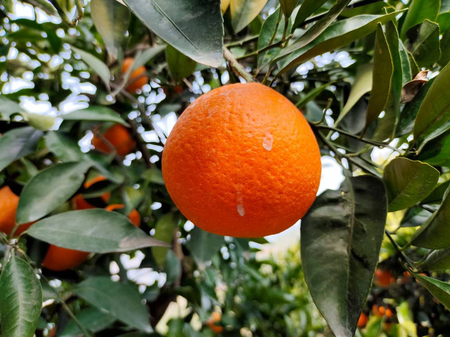 阳光下的红心脐橙果园,果树上挂满成熟的果实,绿叶与红果交相辉映 红心脐橙果园实景图