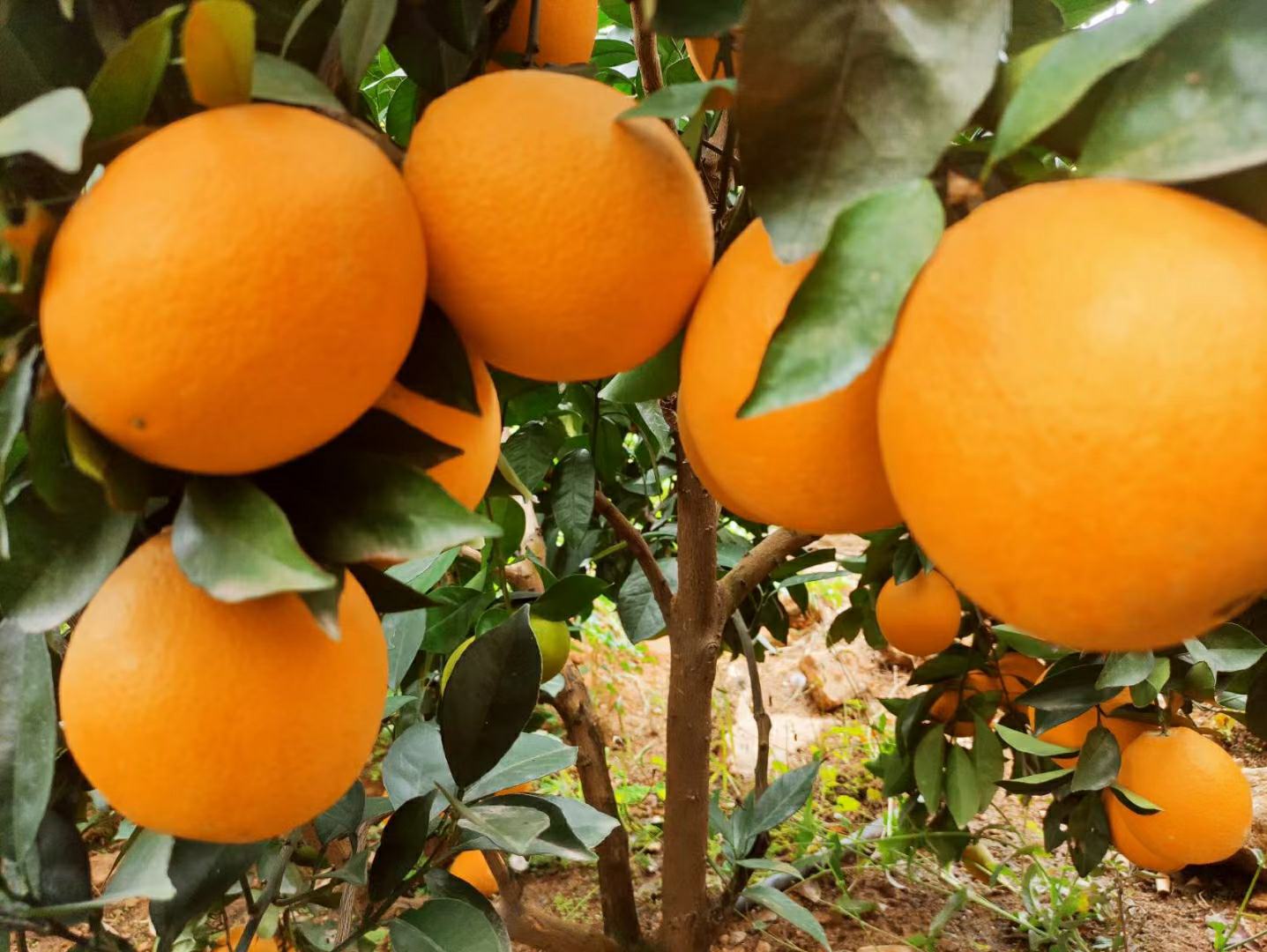 脐橙果型对比图