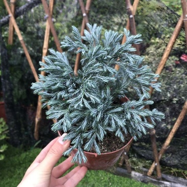 蓝湖柏蓝色波尔瓦盆栽花境植物阳台庭院造景花园点缀耐寒四季