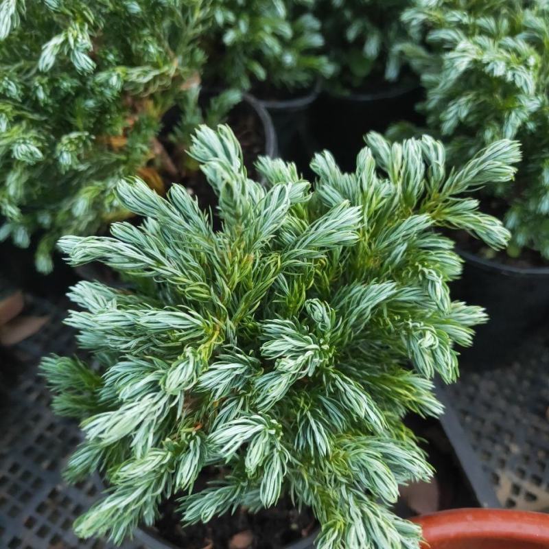 蓝湖柏蓝色波尔瓦盆栽花境植物阳台庭院造景花园点缀耐寒四季