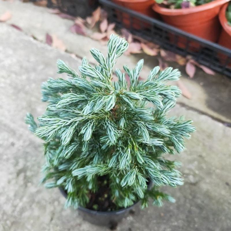 蓝湖柏蓝色波尔瓦盆栽花境植物阳台庭院造景花园点缀耐寒四季