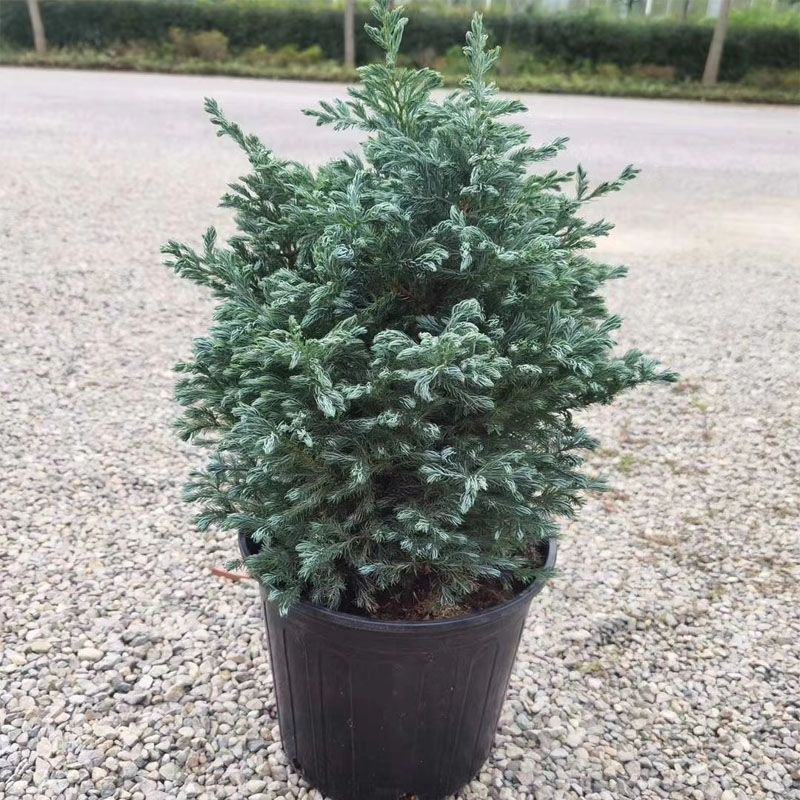 蓝湖柏蓝色波尔瓦盆栽花境植物阳台庭院造景花园点缀耐寒四季