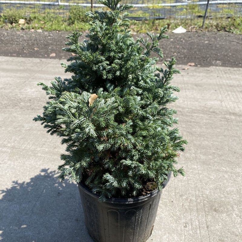 蓝湖柏蓝色波尔瓦盆栽花境植物阳台庭院造景花园点缀耐寒四季