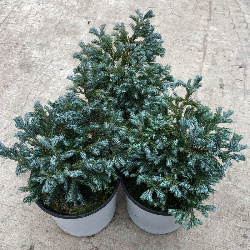 蓝湖柏蓝色波尔瓦盆栽花境植物阳台庭院造景花园点缀耐寒四季