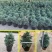 蓝湖柏蓝色波尔瓦盆栽花境植物阳台庭院造景花园点缀耐寒四季