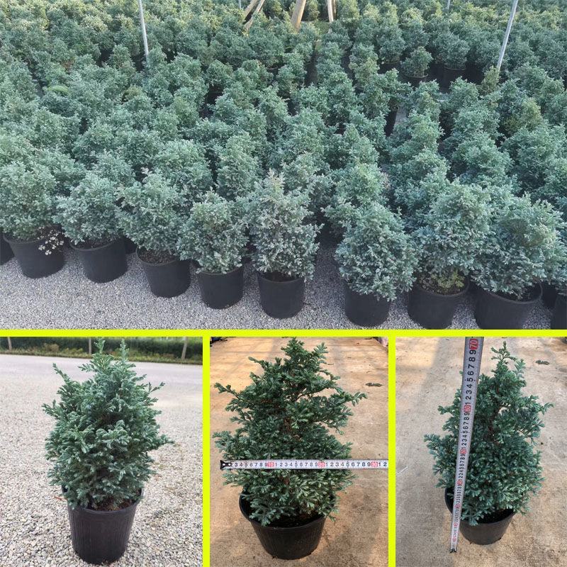 蓝湖柏蓝色波尔瓦盆栽花境植物阳台庭院造景花园点缀耐寒四季