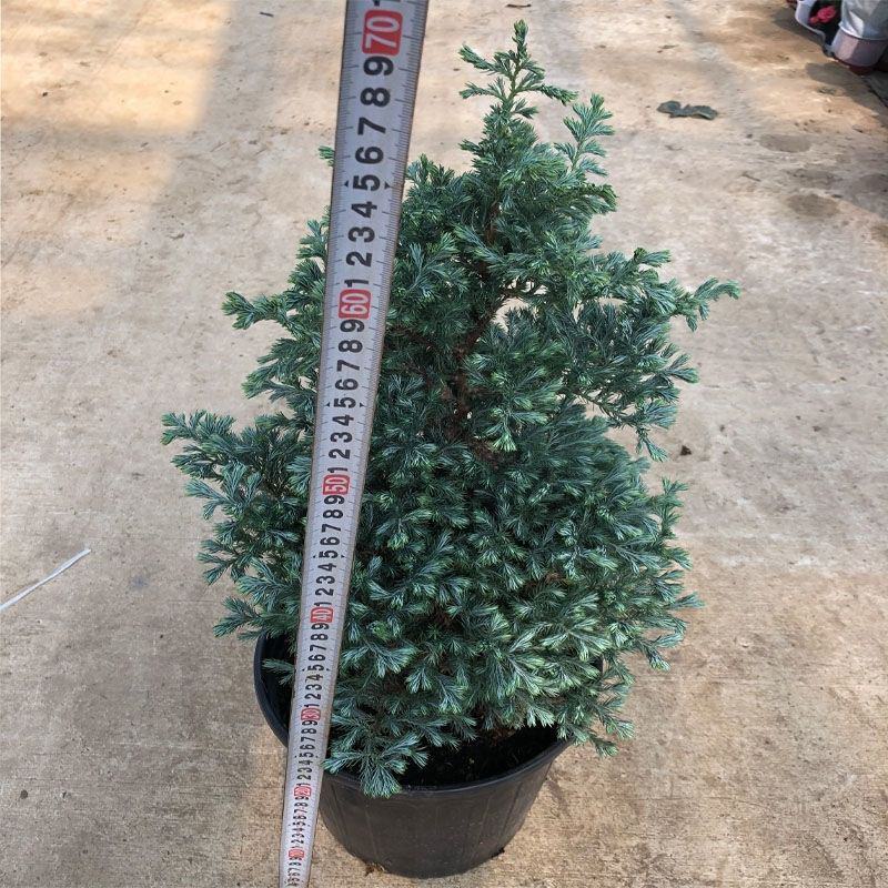 蓝湖柏蓝色波尔瓦盆栽花境植物阳台庭院造景花园点缀耐寒四季
