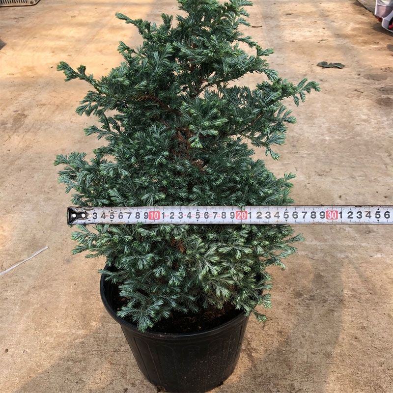 蓝湖柏蓝色波尔瓦盆栽花境植物阳台庭院造景花园点缀耐寒四季