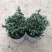 蓝湖柏蓝色波尔瓦盆栽花境植物阳台庭院造景花园点缀耐寒四季