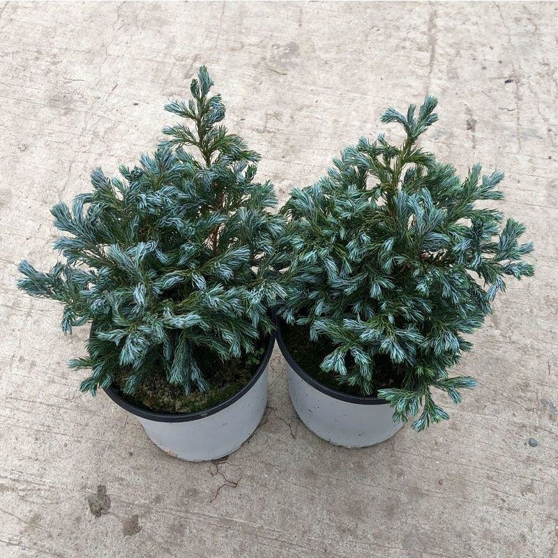 蓝湖柏蓝色波尔瓦盆栽花境植物阳台庭院造景花园点缀耐寒四季