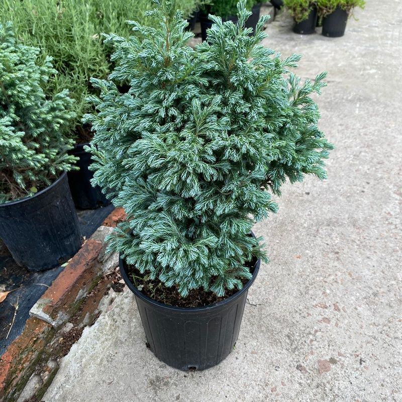 蓝湖柏蓝色波尔瓦盆栽花境植物阳台庭院造景花园点缀耐寒四季