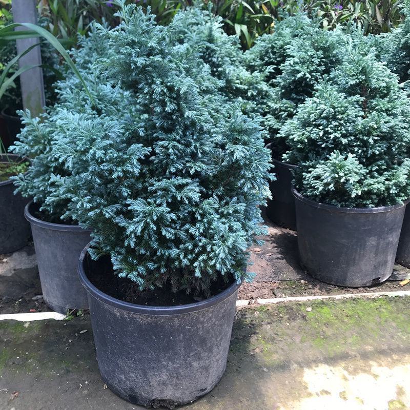 蓝湖柏蓝色波尔瓦盆栽花境植物阳台庭院造景花园点缀耐寒四季