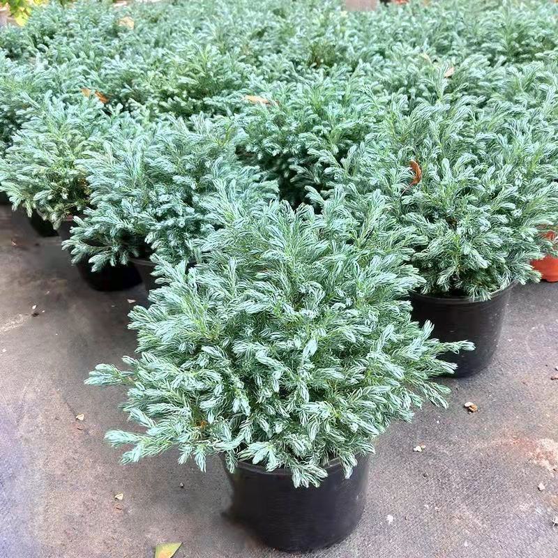 蓝湖柏蓝色波尔瓦盆栽花境植物阳台庭院造景花园点缀耐寒四季