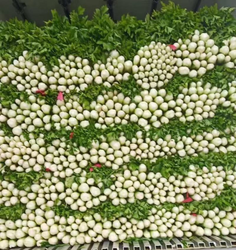 宁夏芹菜芹菜西芹精品优质芹菜大量现货欢迎合作