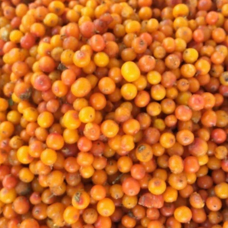 沙棘果
