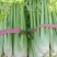 宁夏芹菜芹菜西芹精品优质芹菜大量现货欢迎合作