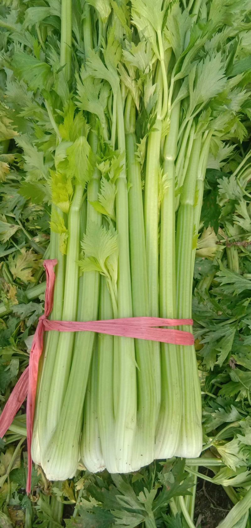 宁夏芹菜芹菜西芹精品优质芹菜大量现货欢迎合作