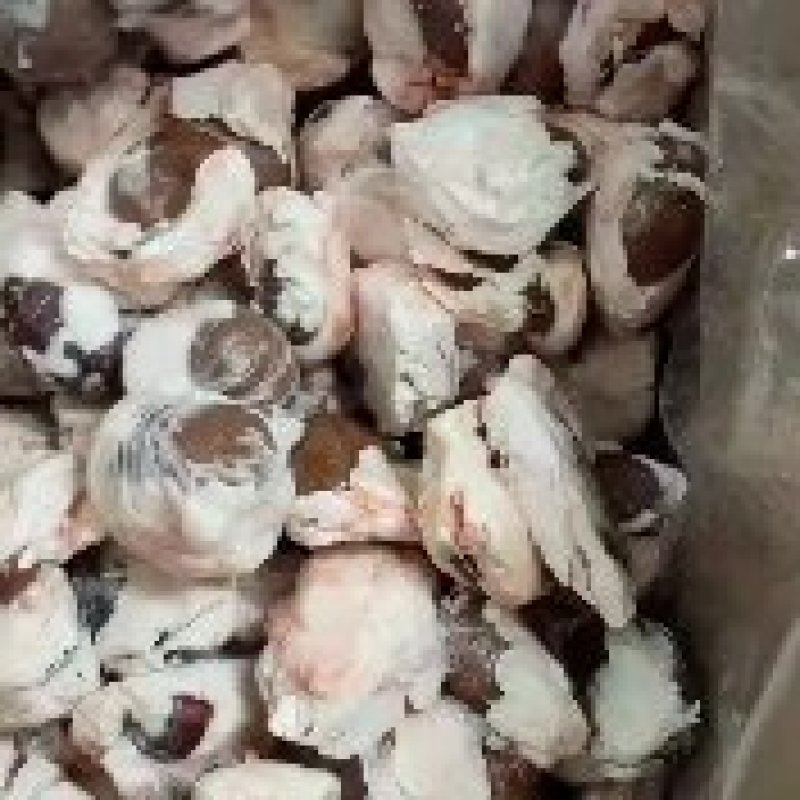 精品羊腰子，原油羊腰子，质量上乘，价格美丽，欢迎来电咨询